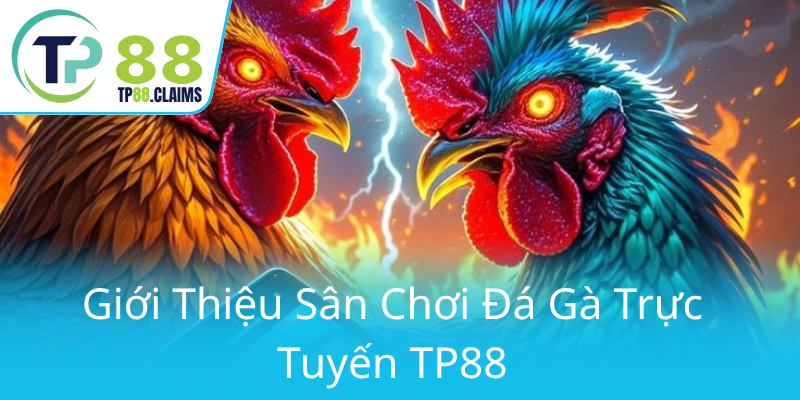 Khám Phá Đá Gà TP88 - Sân Chơi Cá Cược Trực Tuyến Đẳng Cấp Hàng Đầu 1 Gioi Thieu San Choi Da Ga Truc Tuyen Tp880