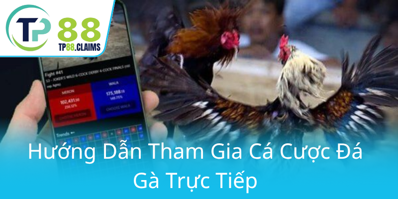Khám Phá Đá Gà TP88 - Sân Chơi Cá Cược Trực Tuyến Đẳng Cấp Hàng Đầu 3 Huong Dan Tham Gia Ca Cuoc Da Ga Truc Tiep0