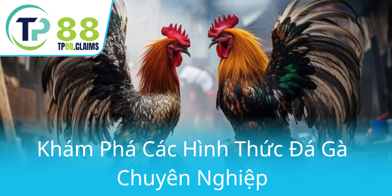 Khám Phá Đá Gà TP88 - Sân Chơi Cá Cược Trực Tuyến Đẳng Cấp Hàng Đầu 2 Kham Pha Cac Hinh Thuc Da Ga Chuyen Nghiep0